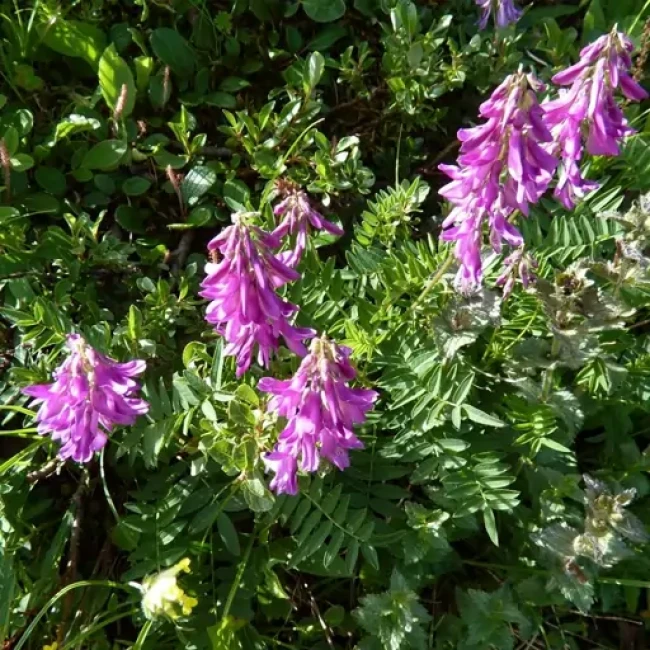 بذر اسپرس (سرده) 10 گرمی