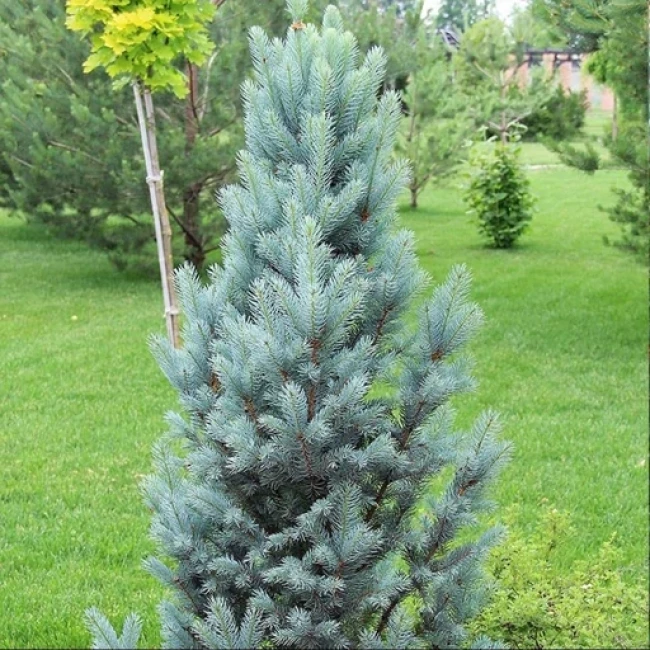 بذر درخت سرو سیمین (سرو نقره ای) 5 عددی 