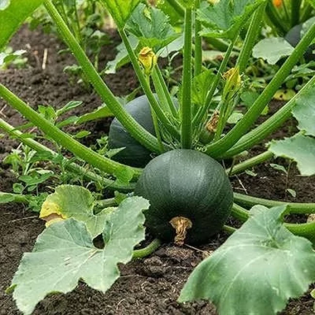 بذر کدو خورشتی گرد سیاه 5 عددی