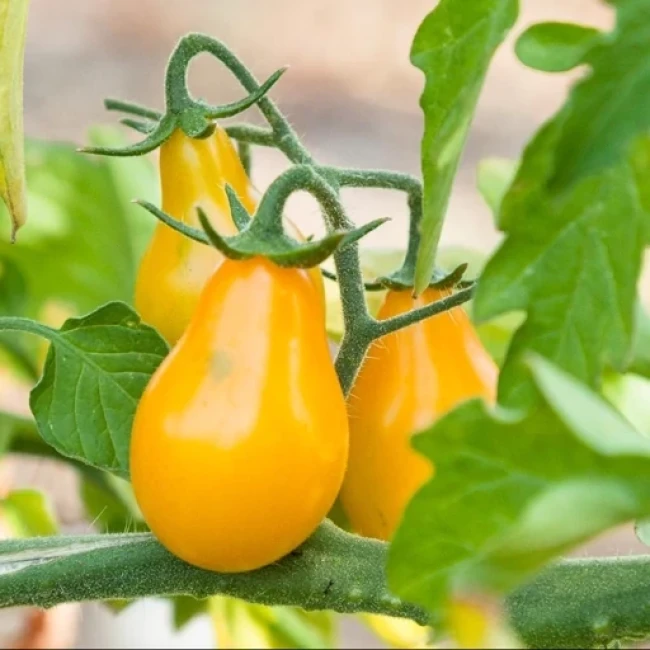 بذر گوجه فرنگی زرد گلابی 10 عددی 