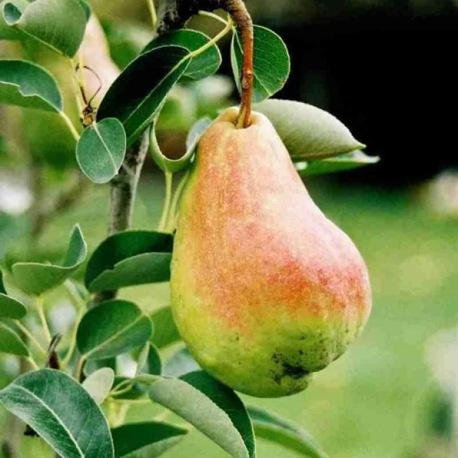 بذر گلابی وحشی (فوج) 10 عددی 