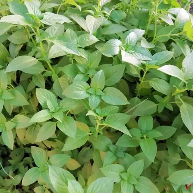 بذر ریحان سبز مبارکه 20 گرم