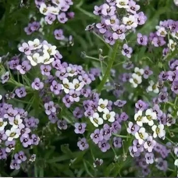 بذر گل عسل (آلیسوم) پاکوتاه بنفش 1 گرمی