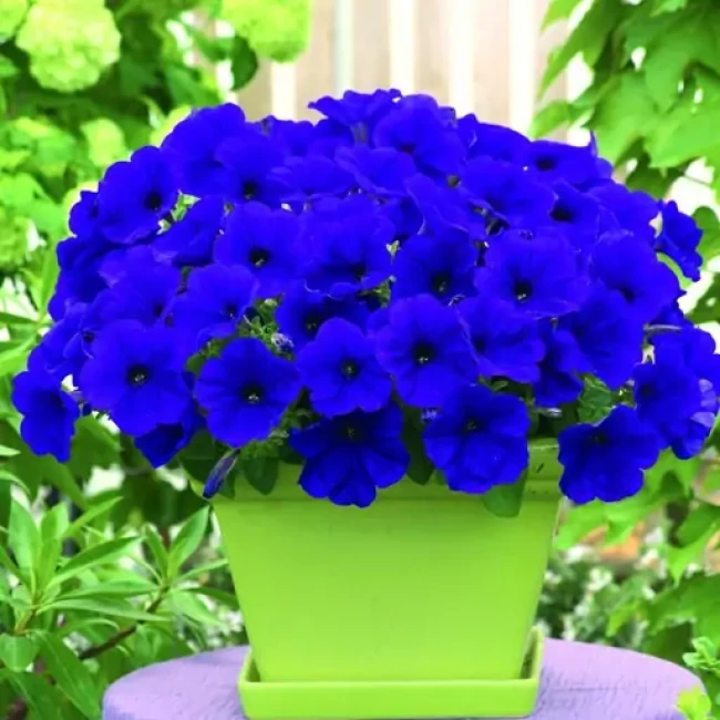 بذر گل اطلسی آبی 100 عددی 