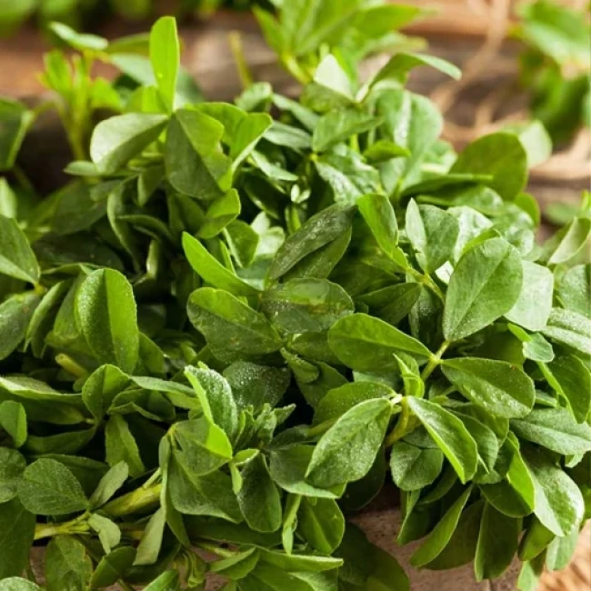 بذر شنبلیله اردستانی 20 گرم