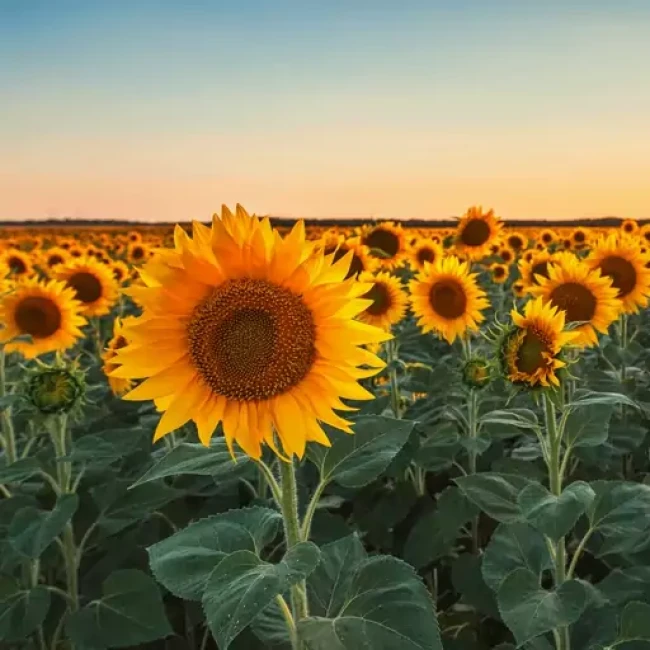 بذر آفتابگردان زینتی الوان 1 گرم 