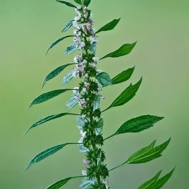 بذر دم شیر 0.5 گرم 