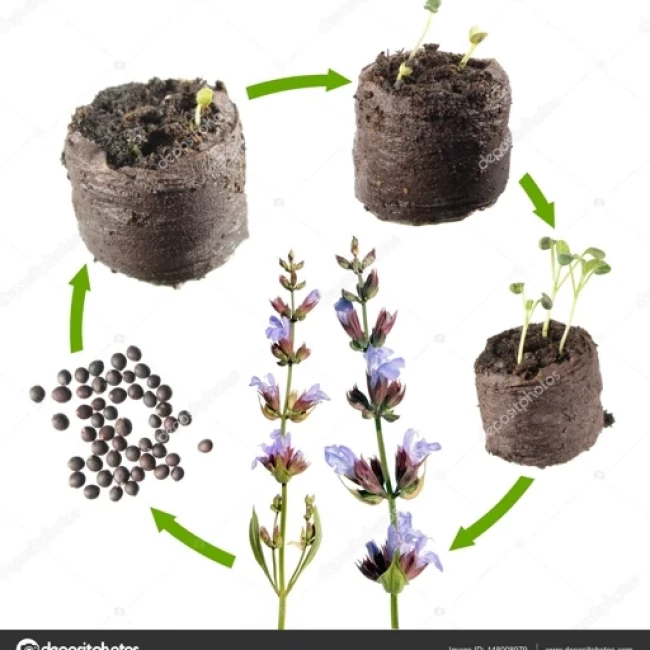  بذر مریم گلی ترکه ای 1گرم 