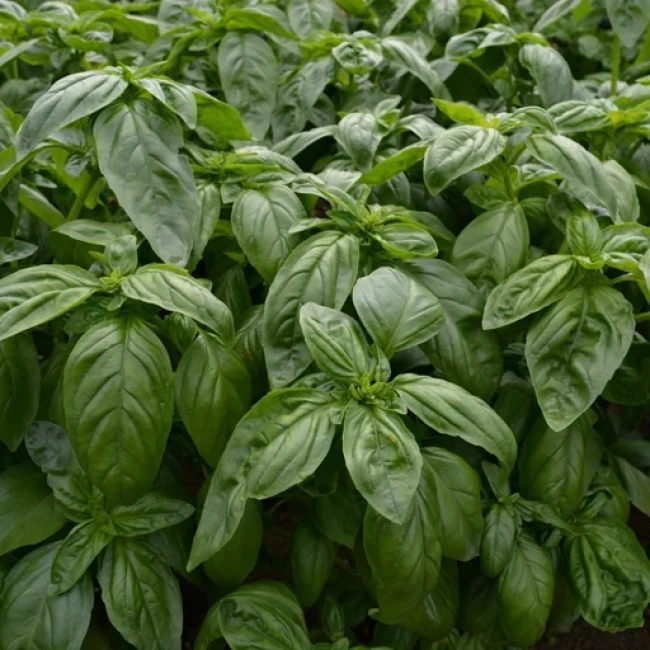 بذر ریحان سبز ایتالیایی 50 عددی 