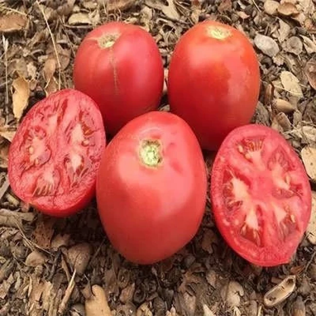 بذر گوجه فرنگی قرمز بوته ای آبدار 2 گرمی
