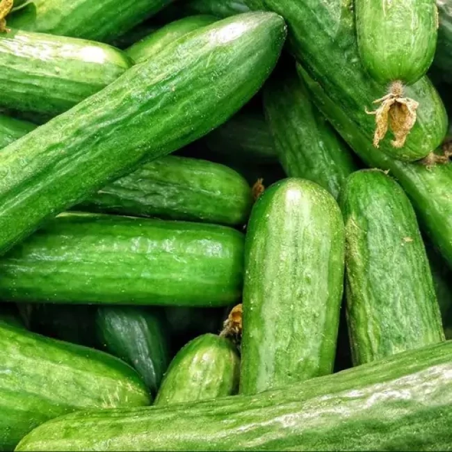بذر خیار بیت آلفا 20 عددی 