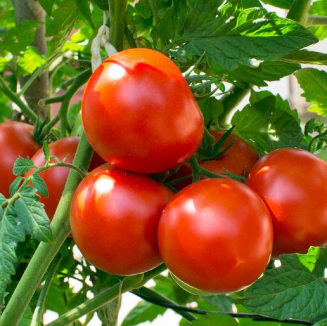 بذر گوجه فرنگی پیش رس (CH) 1 گرم 