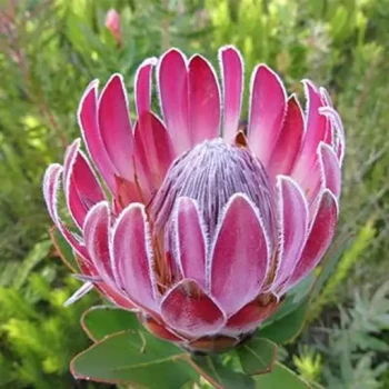 بذر درختچه زیبای پروتیا اکسیما 2 عددی 