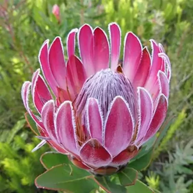 بذر درختچه زیبای پروتیا اکسیما 2 عددی 