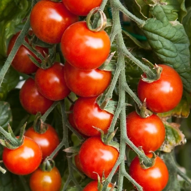 بذر گوجه گیلاسی واشنگتن 10 عددی 