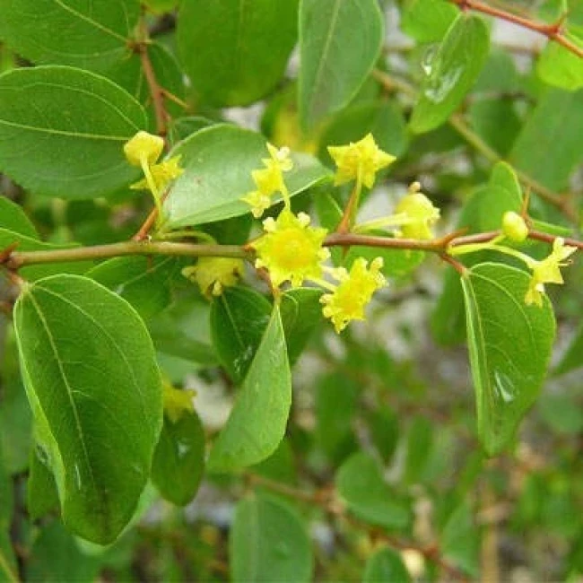 بذر سیاه تلو (گیاه قره تیکان) 5 عددی