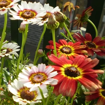 بذر گل داوودی درشت سه رنگ 50 عددی 