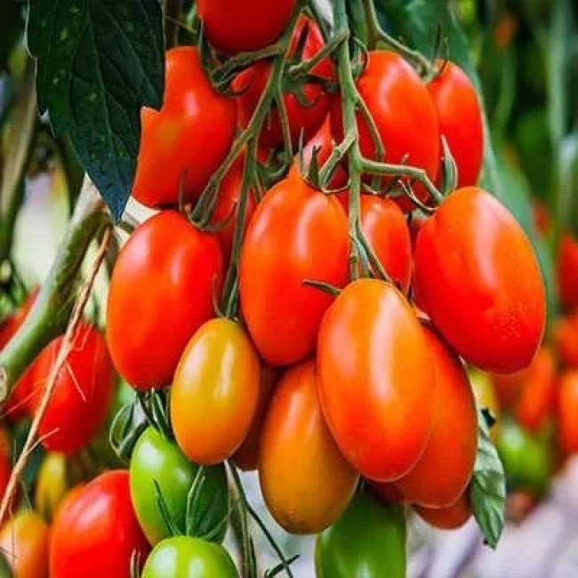 بذر گوجه زیتونی قرمز درختی 15 عددی