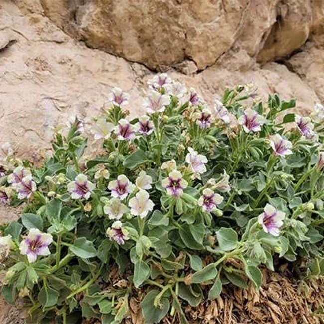 بذر بنگدانه آویزان 10 عددی