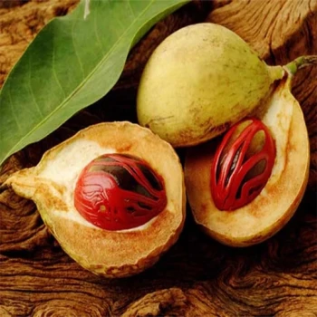 بذر درخت بلیله 5 عددی 