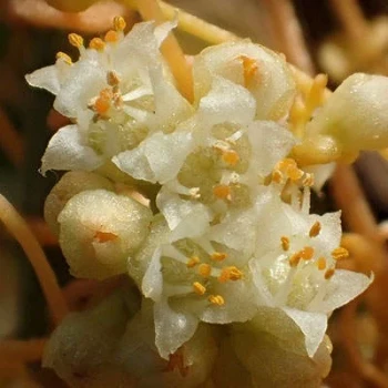 بذر سس معمولی 50 عددی
