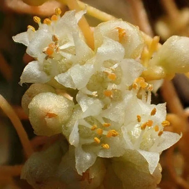 بذر سس معمولی 50 عددی