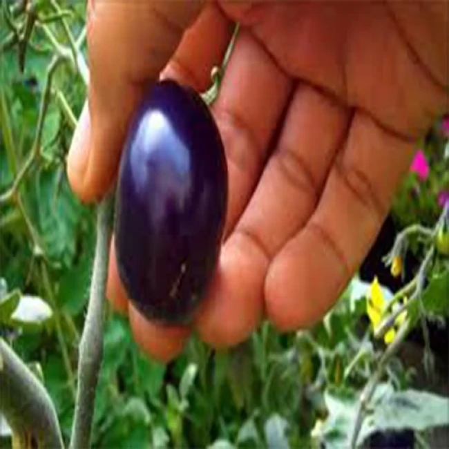 بذر گوجه گیلاسی بنفش 10 عددی