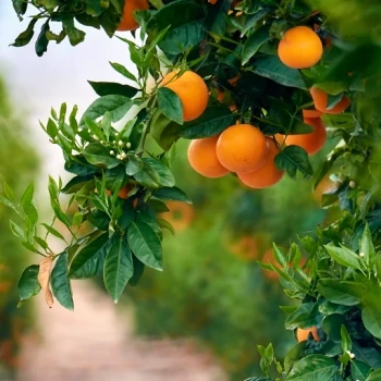 بذر نارنگی 10 عددی 