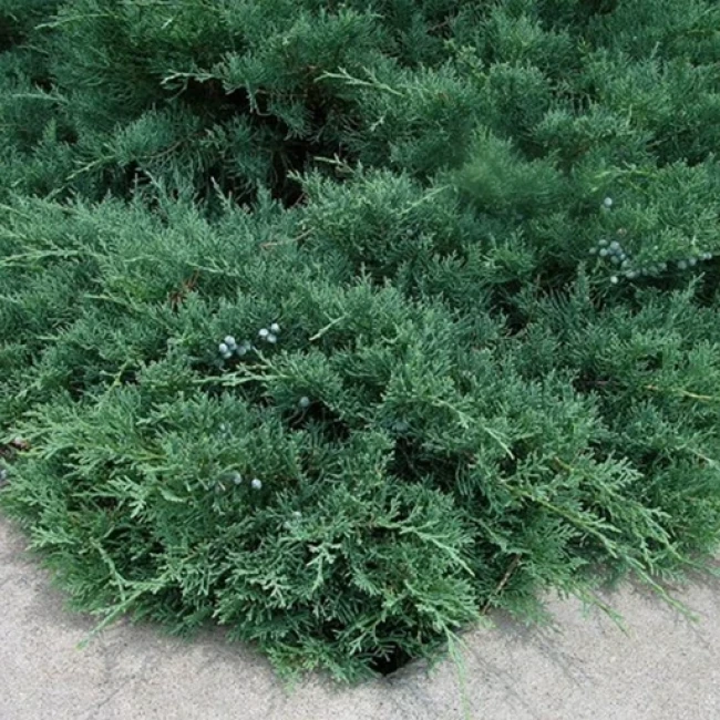 بذر جونی پروس 4 عددی