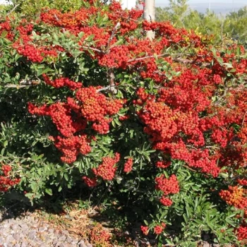 بذر پیرکانترا میوه نارنجی 20عددی 