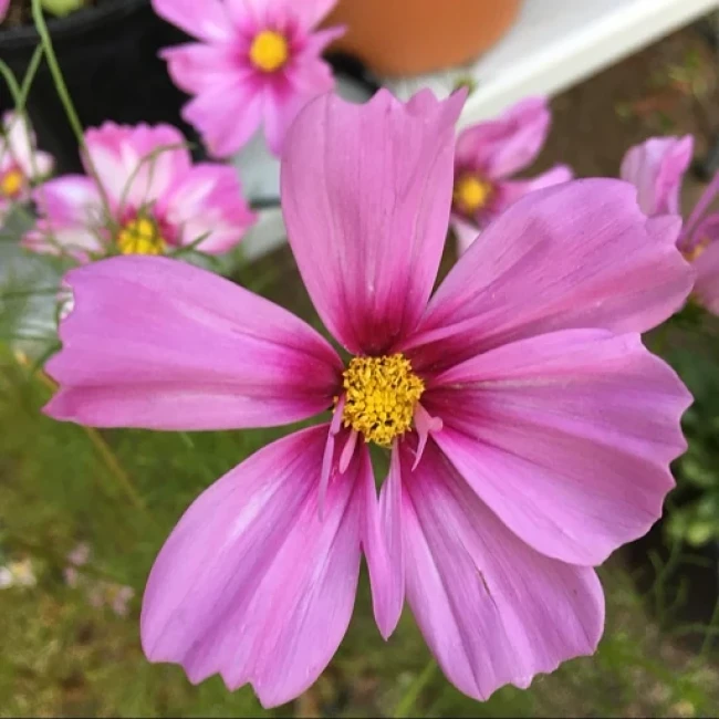 بذر گل ستاره ای الوان 1 گرم 