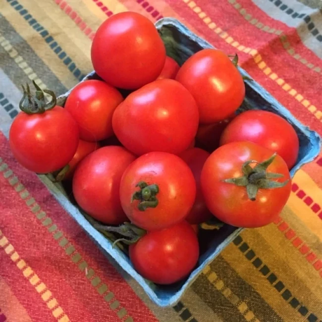 بذر گوجه گیلاسی واشنگتن 10 عددی 