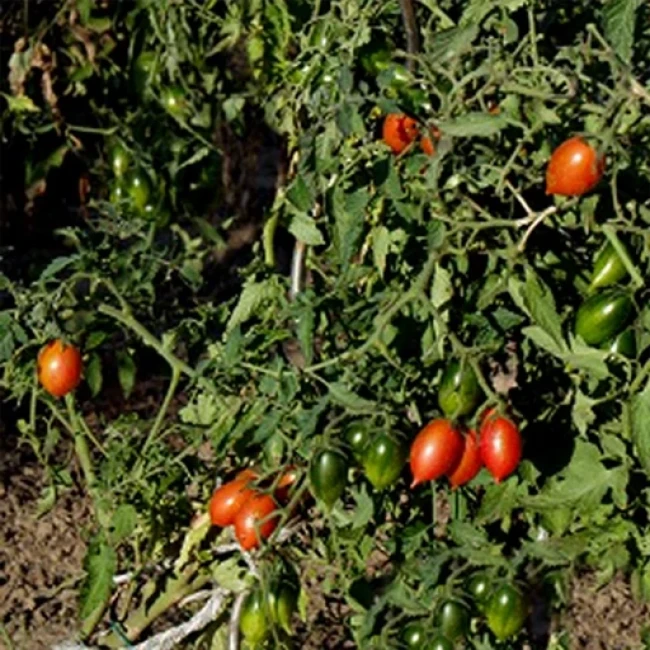 بذر گوجه زیتونی سیاه تایگر 10 عددی 