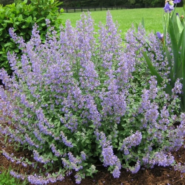 بذر نعنا گربه ای 100 عددی