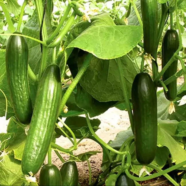 بذر خیار بیت آلفا 20 عددی 