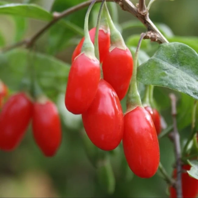 بذر گوجی بری قرمز 10 عددی 