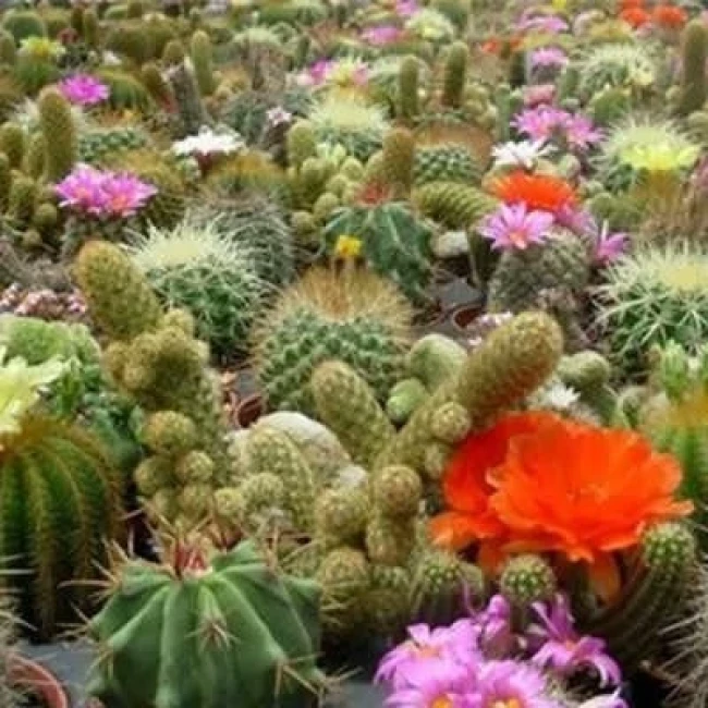 بذر کاکتوس میکس 10 عددی