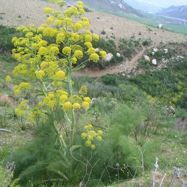بذر باریجه 1 گرم 
