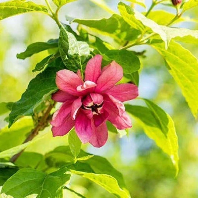 بذر گل شراب 5 عددی