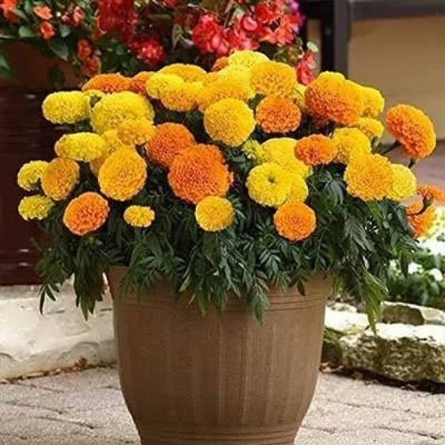 بذر گل جعفری پابلند پرپر گل درشت مخلوط زرد و نارنجی 1 گرمی