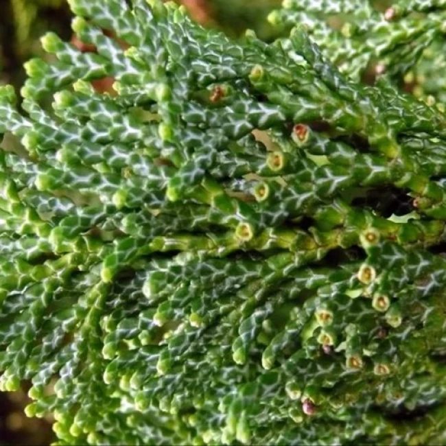 بذر سرو پا کوتاه 2 عددی