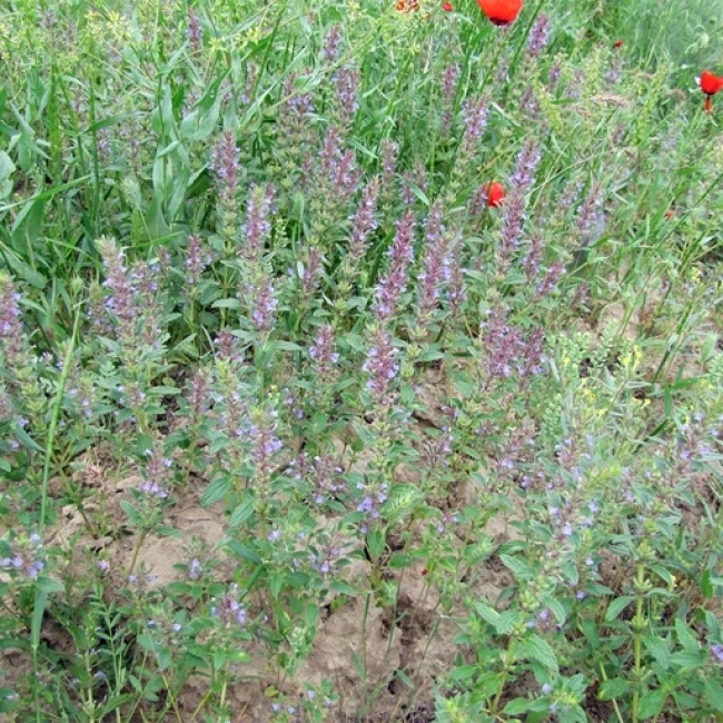 بذر بالنگو 1 گرمی