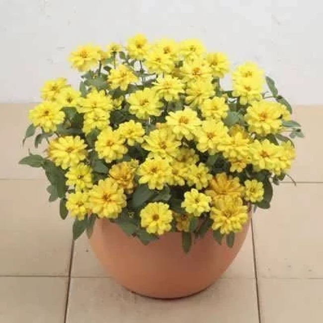 بذر گل نازآفتابی پرپر زرد (گلدانی) 1 گرمی