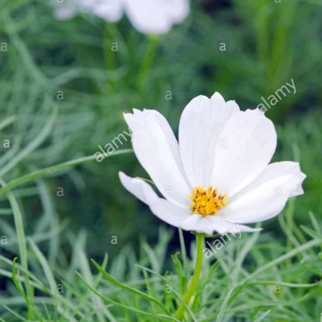 بذر گل ستاره ای سفید 30 عددی 