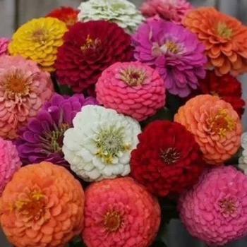 بذر گل آصف السلطنه مخلوط 1 گرمی