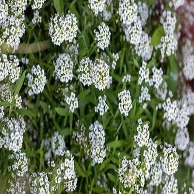 بذر گل عسل (آلیسوم) پاکوتاه سفید 0.5 گرمی