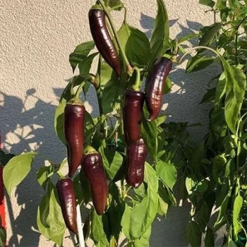 بذر فلفل پاپریکا بنفش 25 عددی