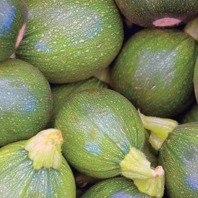 بذر کدو خورشتی رندی 10 عددی 