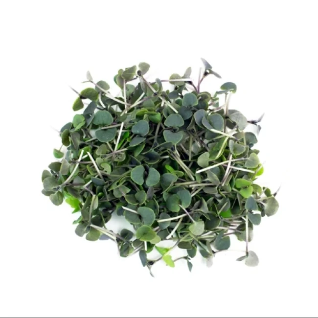 بذر میکرو گرین ریحان سیاه 20 گرم