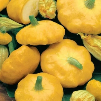 بذر کدو ستاره ای نارنجی  10 عددی 